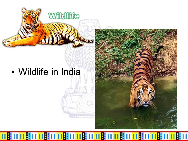 Wildlife in India